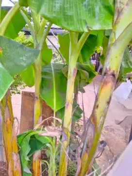 Pohon pisang TANDUK, SANGAT BESAR DAN MANIS