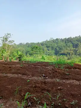 DIJUAL TANAH KEBUN