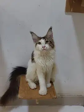 Kucing Mainecoon