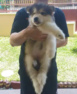 Alaskan malamute puppies