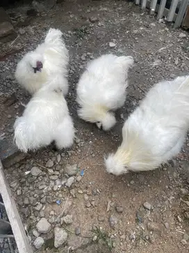 Ayam american silkie