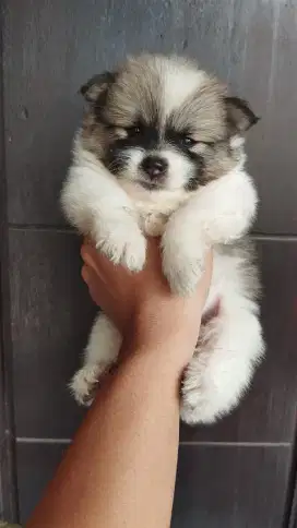 Minipom nonstambum