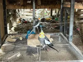 Burung falk atau burung kokatil