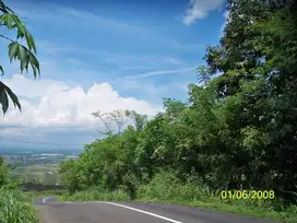 Tanah Luas Di Tutur Pasuruan.