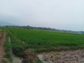 Di jual murah sawah produktif di padarincang serang -banten