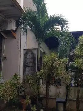 Pohon palem putri