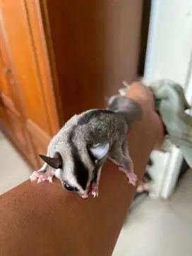 Sugar glider joey