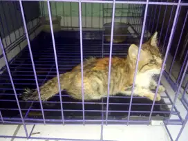 Kandang Jumbo Kucing Anjing Rumah Ungu Cat Dog Puppy Kitten Cage purpl
