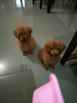 Di jual anak anjing poodle jantan