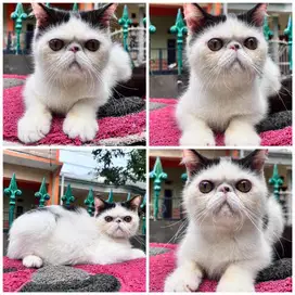 Kucing exotic peaknose