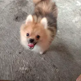 Anjing Minipom Jantan