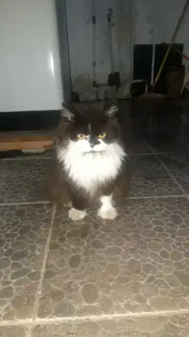 Jual cepat kucing Persia Lengkap sama kandang