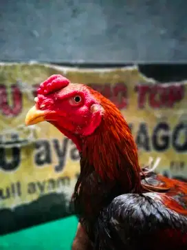 Ayam Bangkok Pakhoey