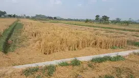 TANAH SAWAH LUAS DI TIMUR GUBUG MAKAN MANG ENGKING MINGGIR JK12910