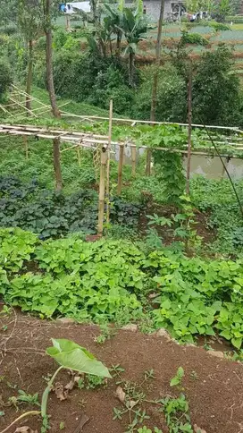 DIJUAL CEPAT KEBUN DI PUNCAK BANDUNG TANPA PERANTARA