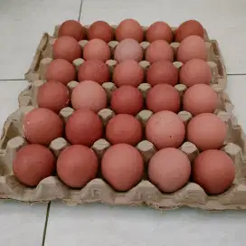 Telur Ayam Murah