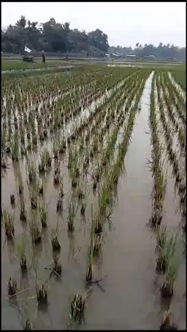 Di jual sawah aktif