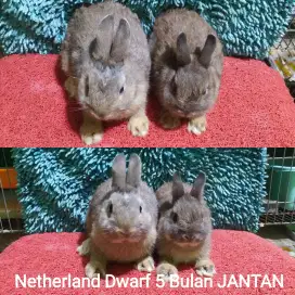 PROMO Indukan Kelinci Netherland Dwarf JANTAN usia 5 Bulan