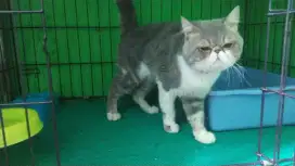 Pacek/Pacak Kucing Peaknose bisa diantar jemput area KAB. TANGERANG