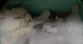 Pacek/Pacak Kucing Peaknose bisa diantar jemput area JAKARTA PUSAT