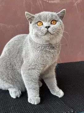 kucing bsh british shorthair 8 bulan jantan