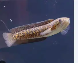 Channa kalimaya pedes