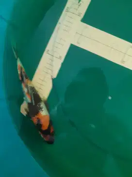 Ikan koi Showa Ginrin 26cm bagus