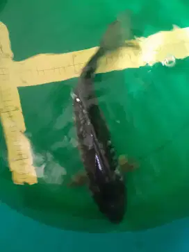 Ikan koi Ochiba Doitsu Aragoke 42cm