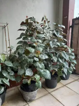SIRIH MERAH DALAM POT TINGGI 115 CM