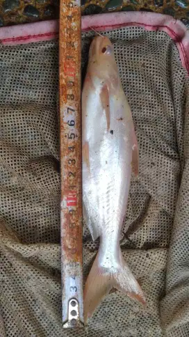 Dijual Ikan Patin Albino Ukuran 20cm