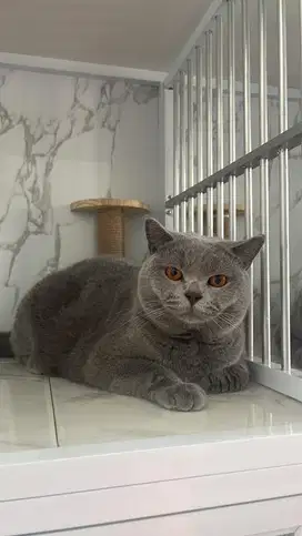 BSH Jantan ped CFA / British Shorthair