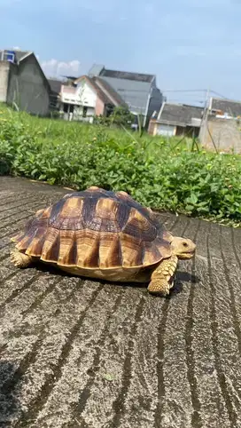 sulcata smooth 24cm+