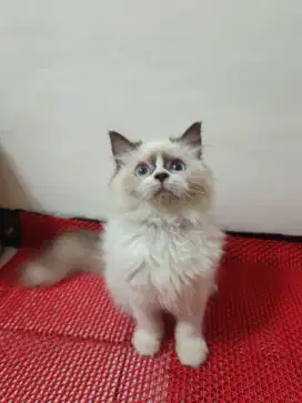 Kucing Ragdoll Betina, mata biru