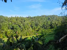 Dijual tanah kebun dengan view sawah dan bukit di bali