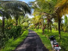 tanah kebun murah di area villa di bali