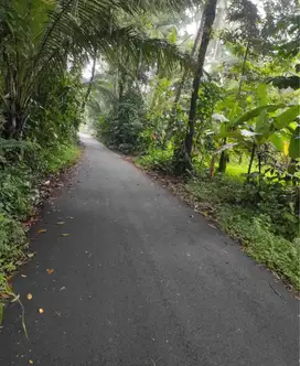 Dijual Tanah Kebun Lokasi Kelusa Ubud Gianyar