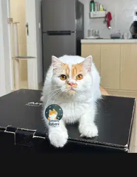 British shorthair betina 8bulan bico red