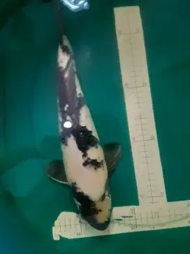 Ikan koi Shiro 43cm HQ