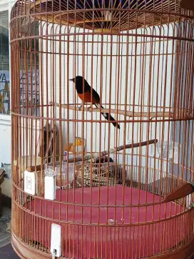 Murai batu Non Gembung,kenari,lovebird