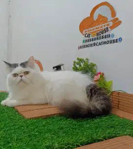 Kucing peaknose jantann gemoy lucu longhair