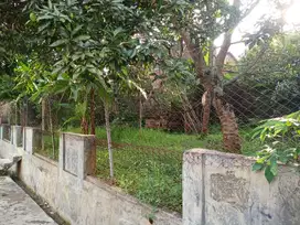 TANAH kebun luas 195m²