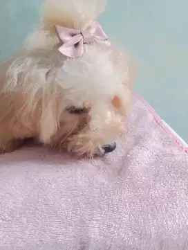 Puppy toy poodle