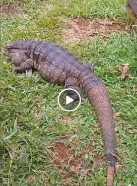 Tegu bw lidah tunggal