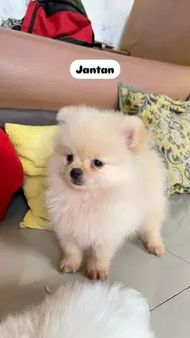 superminipom betina jantan non stb non vaksin