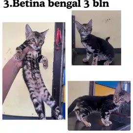 Kucing persia kitten betina