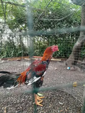 Dijual ayam kuku hitam