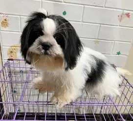 Shihtzu betina panda