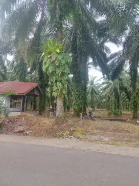 Di jual tanah perkebunan kelapa sawit