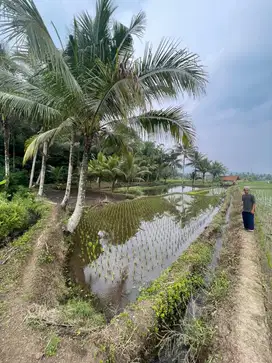 DIJUAL CEPAT BALONG/KOLAM IKAN BESERTA SAWAH