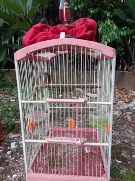 Burung kenari gacor starblue/borongan